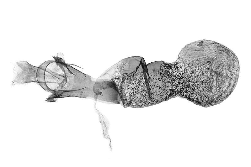 Sesapa strandiana Female